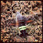 Nessus sphinx moth