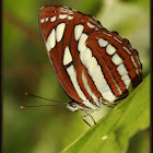 Common Sailer