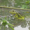 Bright Green frog or Edible frog