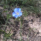 Blue Flax