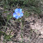 Blue Flax