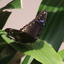 Spotted Black Crow
