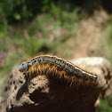 Lackey Moth Caterpillar
