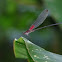 Rubyspot Damselfly