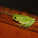 European tree frog