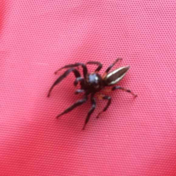 Spotting Image 1