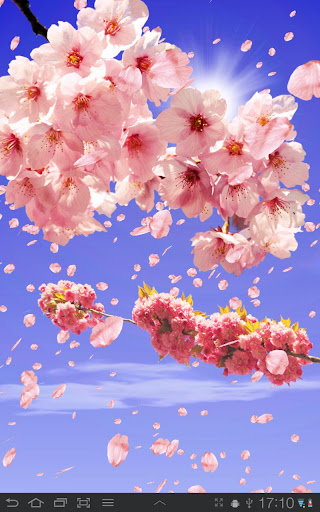 Sakura Free Live Wallpaper