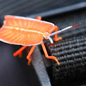 Orange Shield Bug