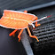 Orange Shield Bug