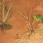Rana ridibunda Pall