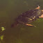 Pacific Pond Turtle