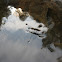 Water Strider