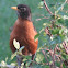Robin