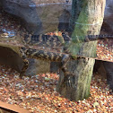 American Alligator
