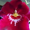 Orchid