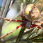 Garden orb spider