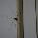 Eastern harvestman