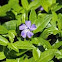 Vinca