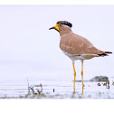 Yellow wattled Lapwing