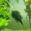 Reticulated Hillstream Loach