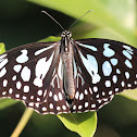 Blue Tiger
