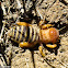 Jerusalem Cricket