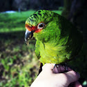 Slender-billed Parakeet