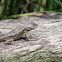 Eastern Fence Lizard
