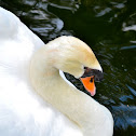 Mute Swan