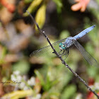 (Male) Blue Dasher