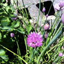 Chive