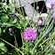 Chive