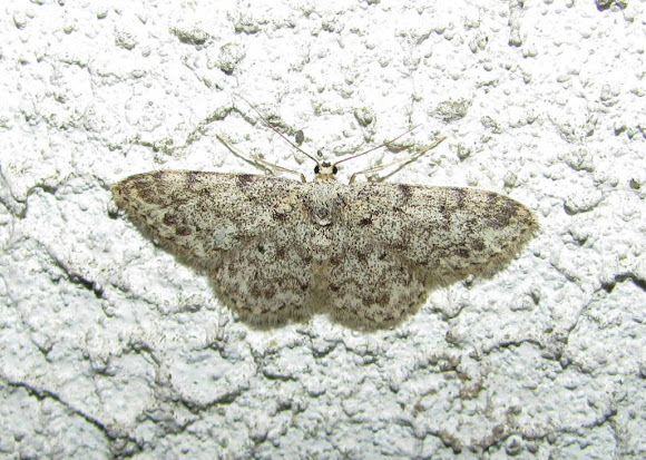 Spotting Image 1