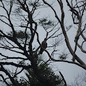 Philippine Serpent Eagle