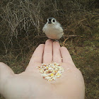 Tufted Titmouse