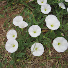 False Bind Weed
