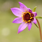 Cosmos