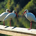 White Ibis