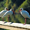 White Ibis