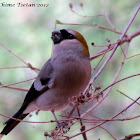 Red-headed Bullfinch