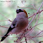 Red-headed Bullfinch