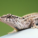 Brown Anole