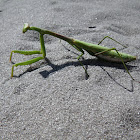Praying mantis