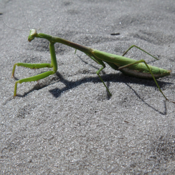 Spotting Image 1