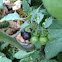 Black nightshade