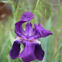 Douglas Iris