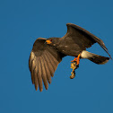 Snail Kite