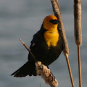 Yellow headed Blackbird