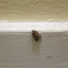 Clepsis Moth