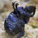 Forest Dung Beetle